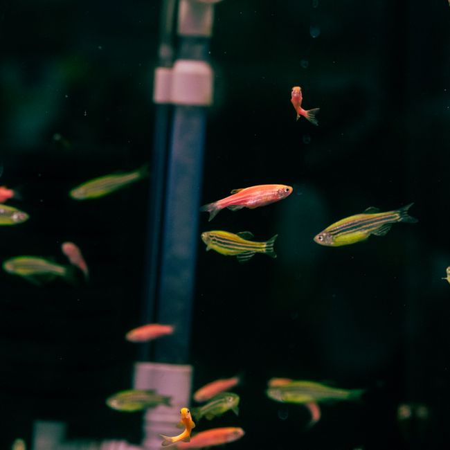 Fish
