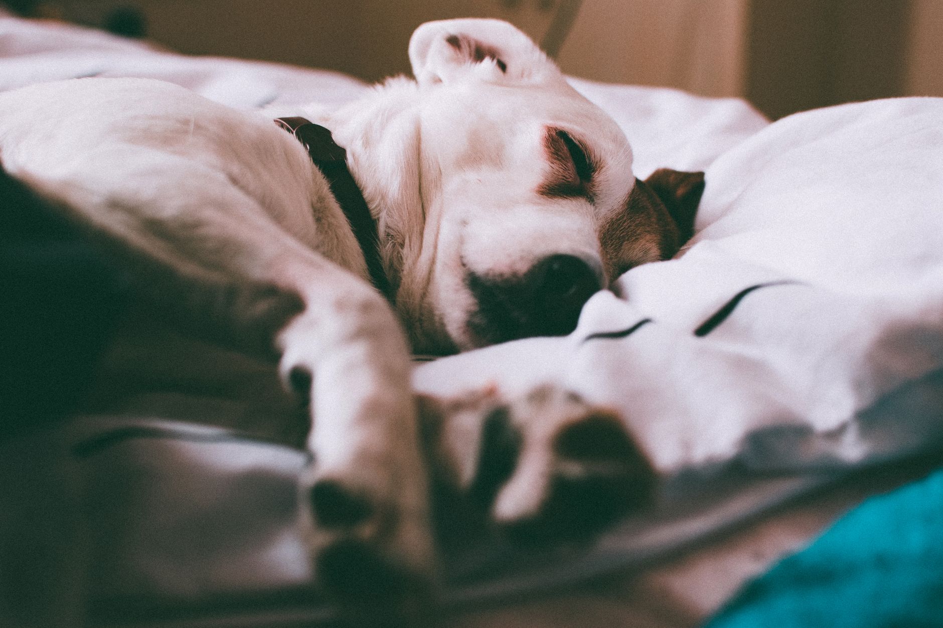 How to choose the right bed for your dog