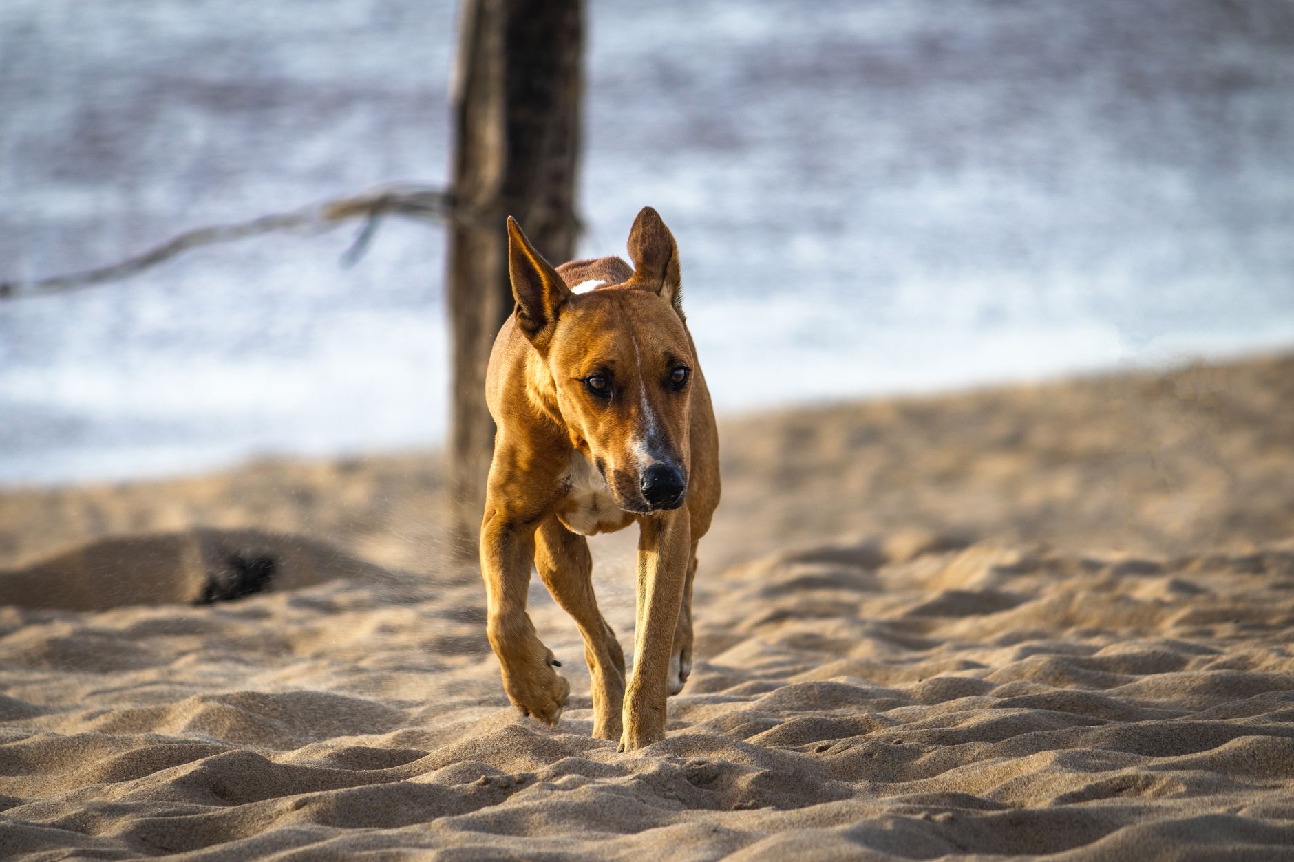 Protecting your dog from the Miami heat