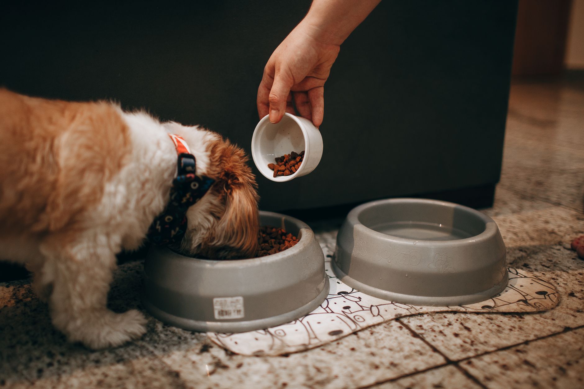 How to feed your puppy: a simple guide