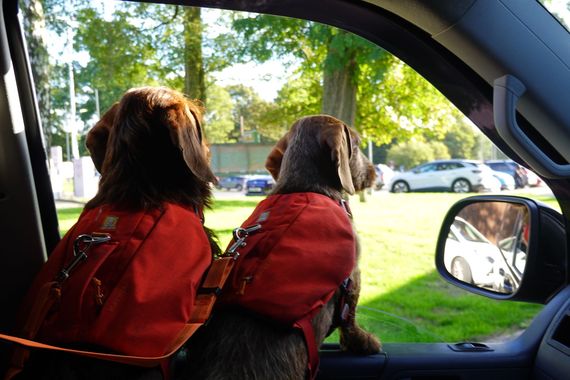 Traveling with your pet: checklist