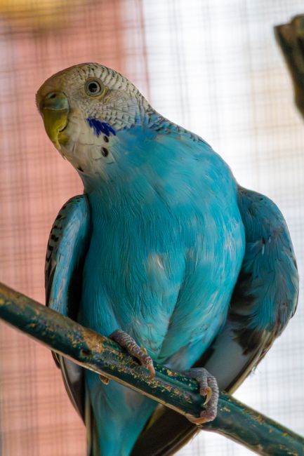 Birds