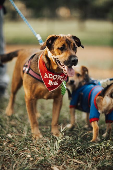 Animal rescue nonprofit · Miami-Dade, FL