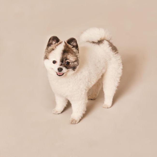 Dogs