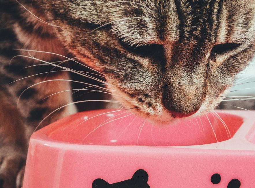 Grain-Free Cat Food · 12 lb
