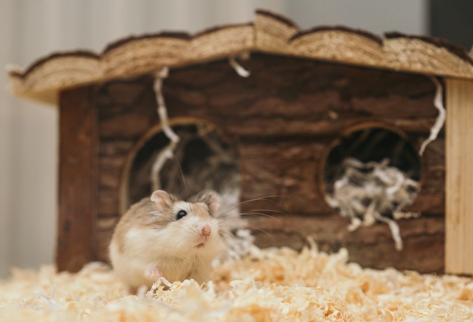 Small pets