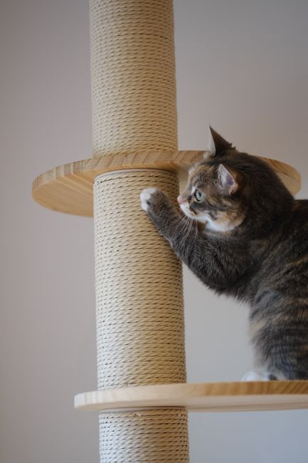 Multi-Level Cat Tree