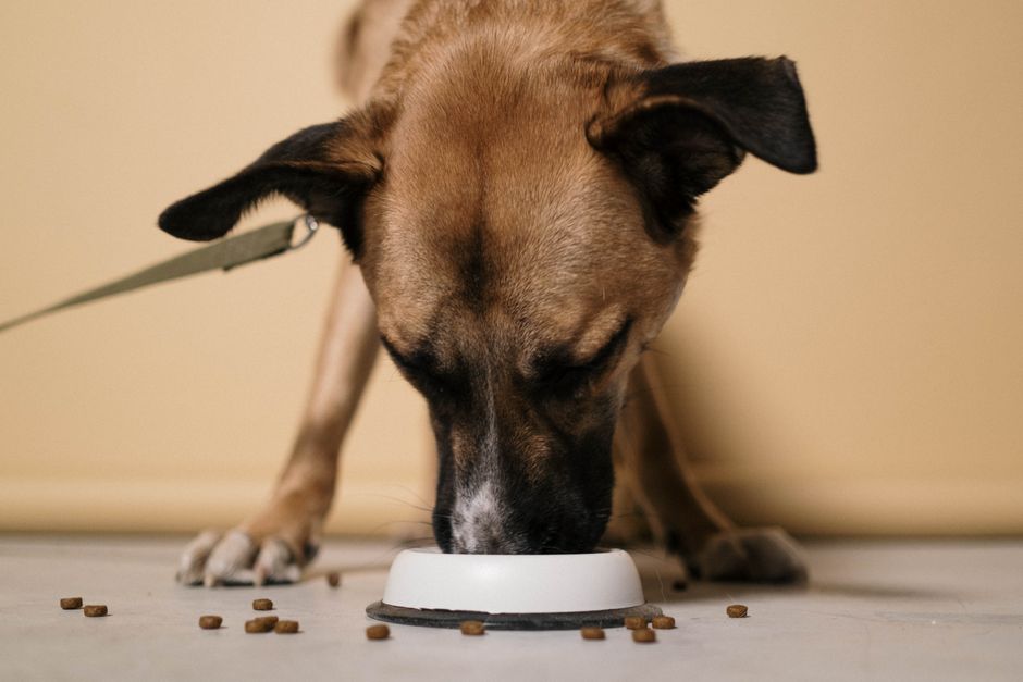 Premium Dry Dog Food · 30 lb