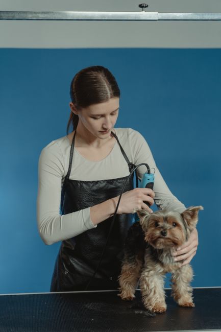 Groomer with a Yorkshire Terrier