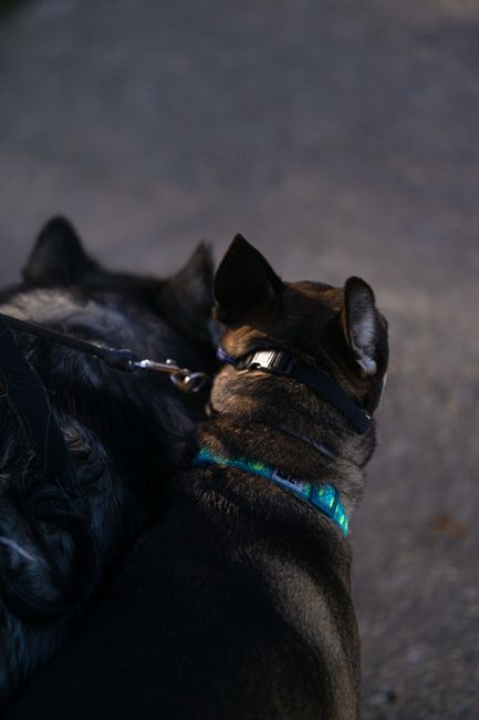 Reflective Leash & Collar Set