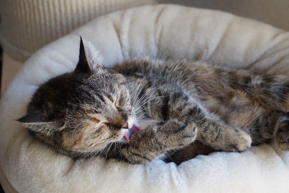 Cozy Donut Cat Bed