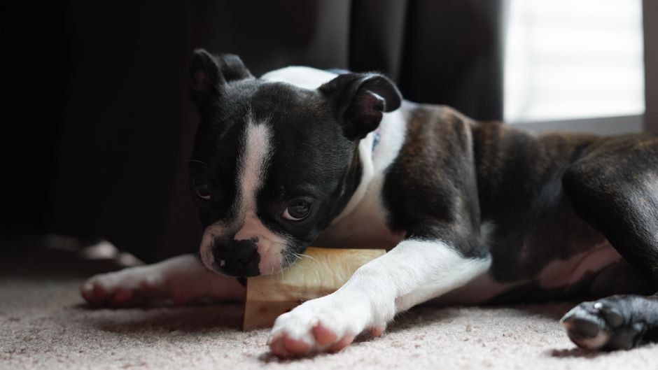 Long-Lasting Chew Bone