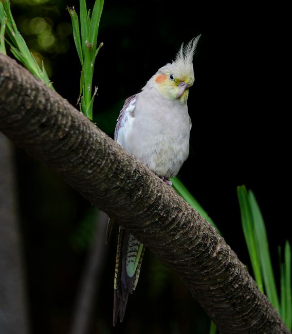 Cockatiel Seed Mix · 5 lb