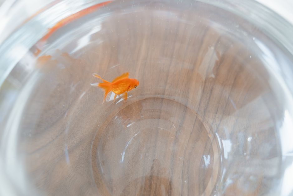 Goldfish Bowl Kit