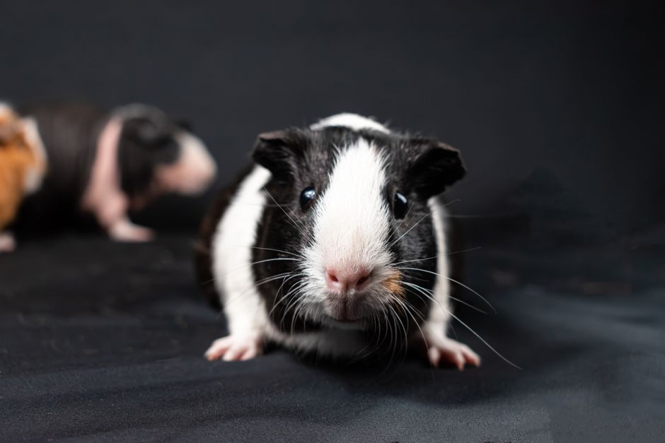 Guinea Pig Habitat