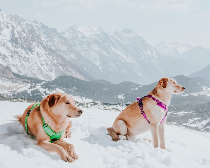 No-Pull Padded Harness