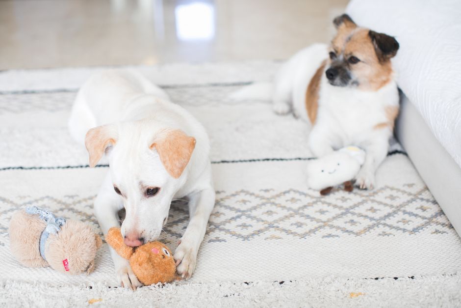 Squeaky Plush Toy Set