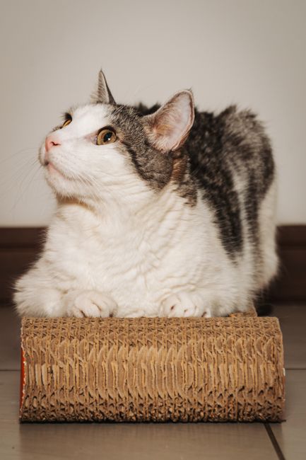 Cardboard Scratcher Lounge