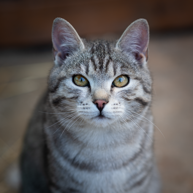 Luna, cat · Little Havana